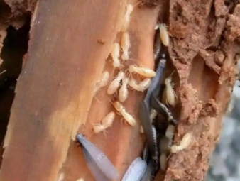 贾汪白蚁防治公司分享白蚁的主要种类及针对性防治技巧